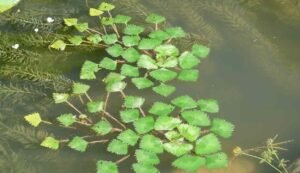 Cultivation of water chestnut