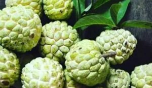 Custard apple