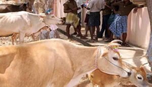 Dr. Ambedkar kamdhenu scheme