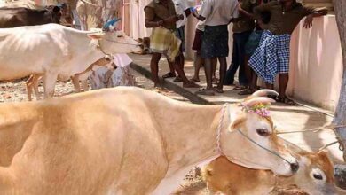 Dr. Ambedkar kamdhenu scheme