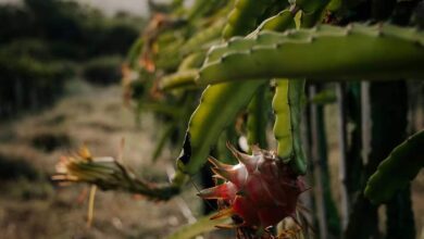 Dragon fruit vikas scheme