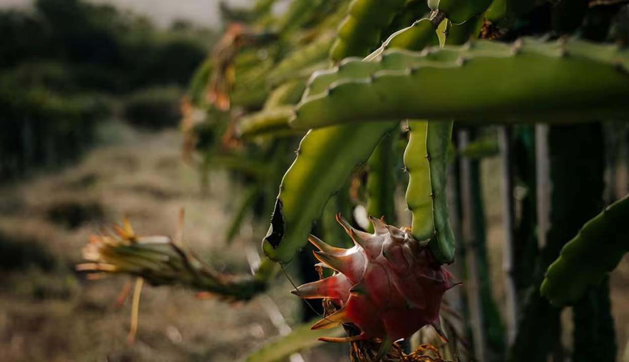 Dragon fruit vikas scheme