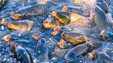 Fish farming
