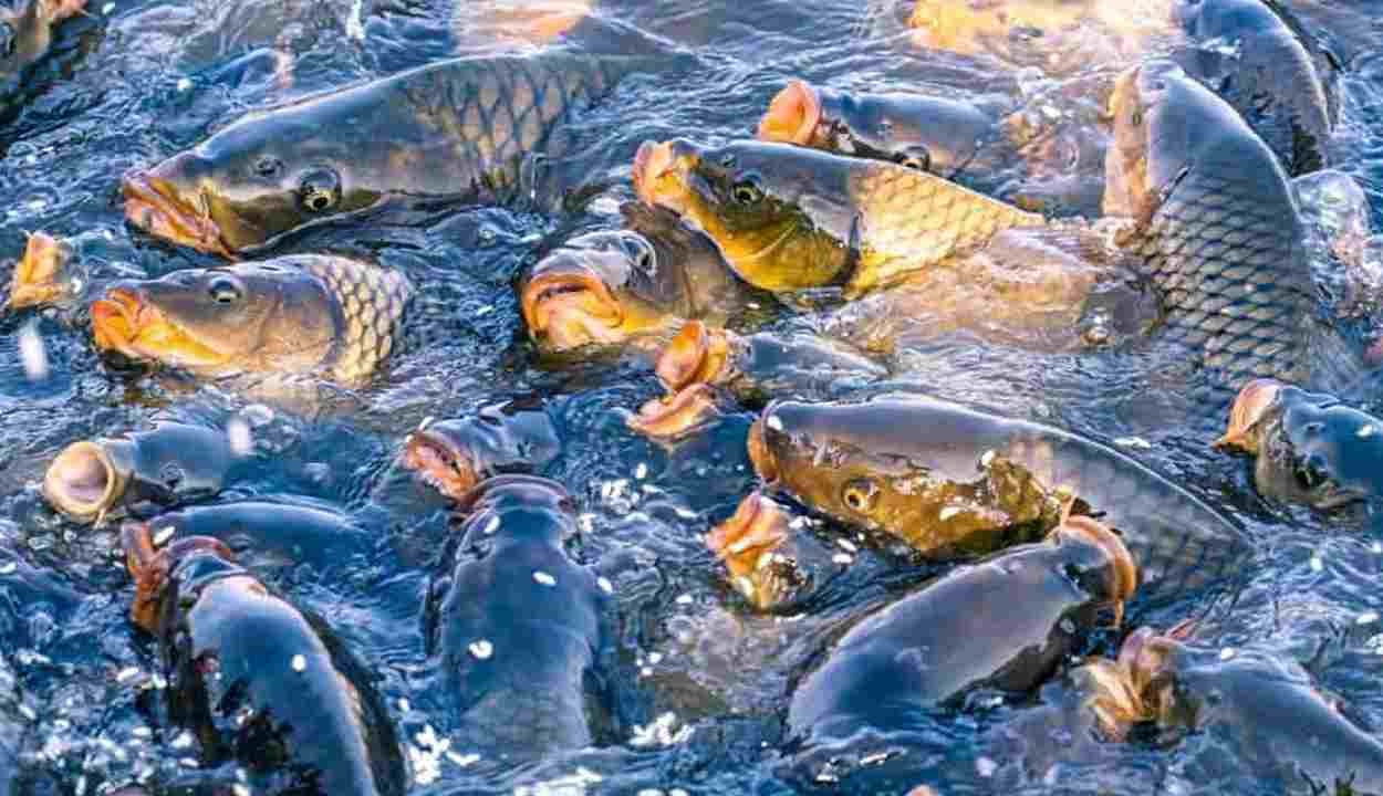 Fish farming