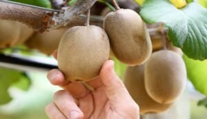 Kiwi farming