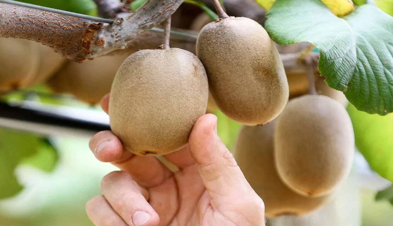 Kiwi farming