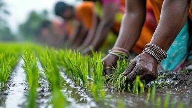 Pm kisan 20th installment