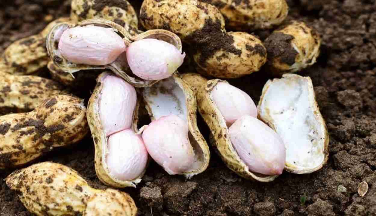 Peanut cultivation