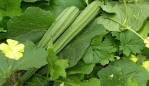 Ridge gourd cultivation
