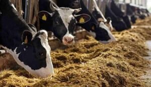 Samagra gavya vikas yojana 2025