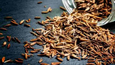 Seed spices subsidy scheme