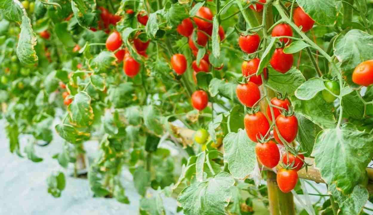 Tomato cultivation