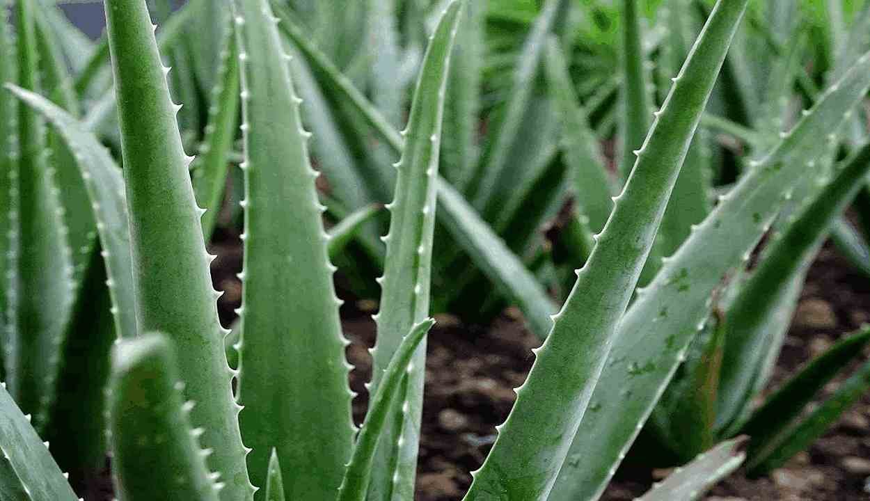 Aloe vera business