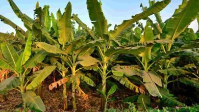 Banana cultivation