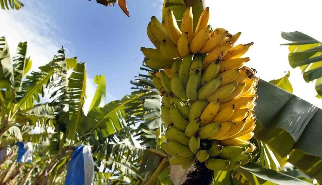 Banana cultivation