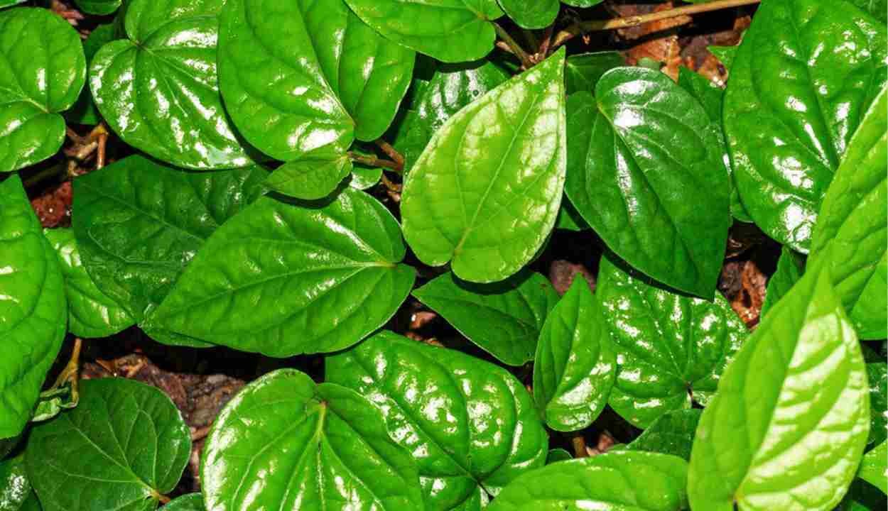 Betel leaf scheme