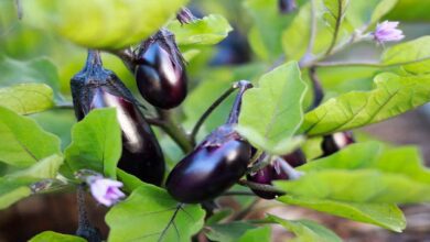 Brinjal cultivation