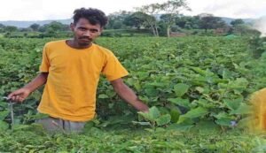 Brinjal farming