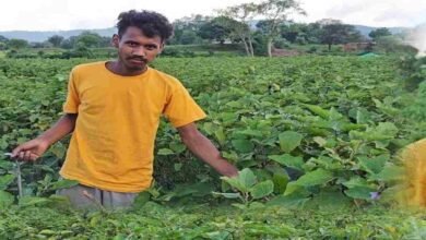 Brinjal farming