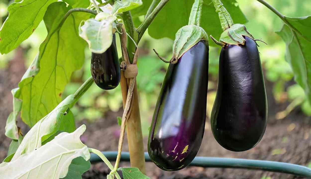 Brinjal farming tips