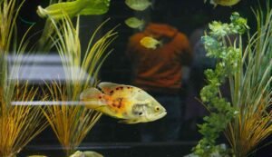 Business of ornamental fish