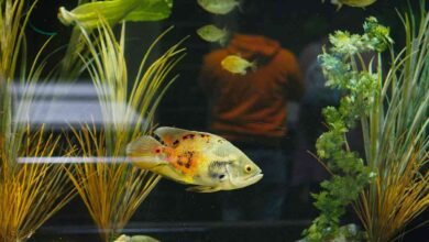 Business of ornamental fish