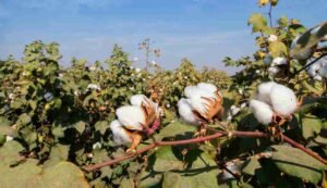 Cotton farming