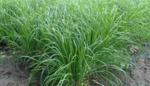 Cultivation of lemon grass