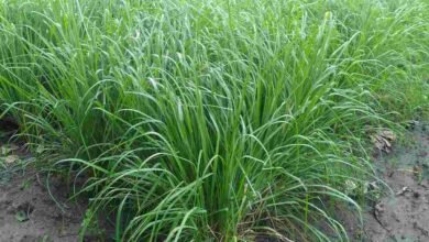 Cultivation of lemon grass