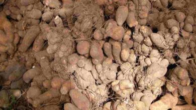 Cultivation of yam
