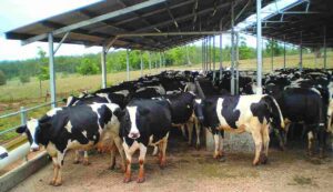 Dairy farming subsidy
