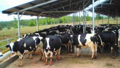 Dairy farming subsidy