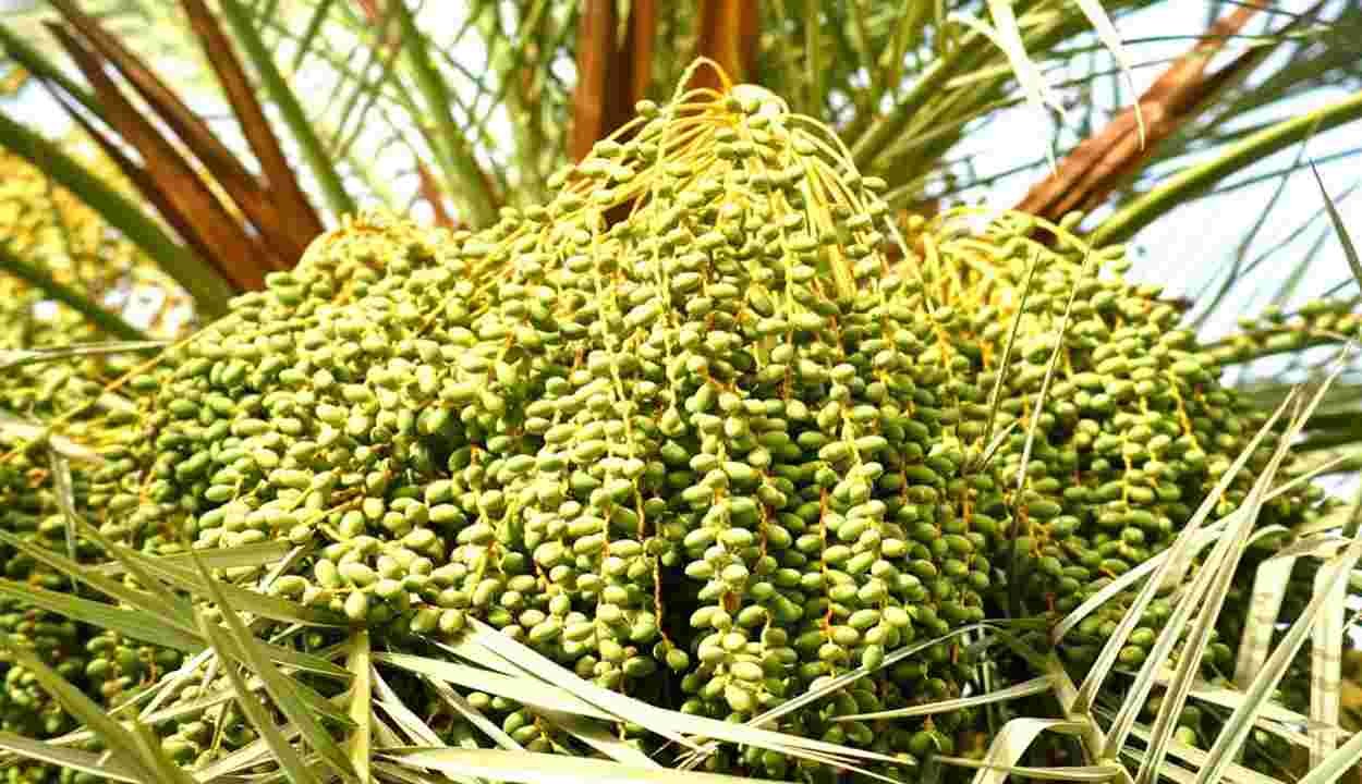 Date palm cultivation