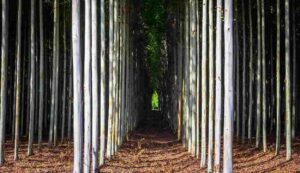 Eucalyptus cultivation