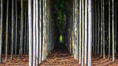 Eucalyptus cultivation