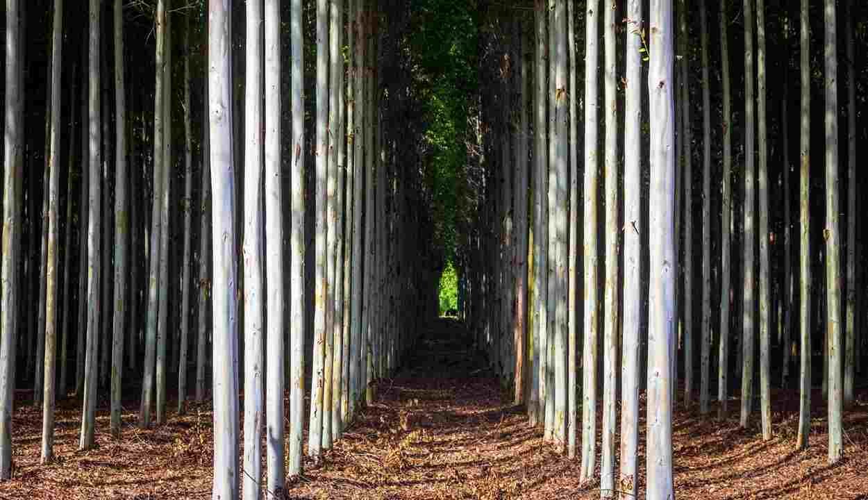 Eucalyptus cultivation