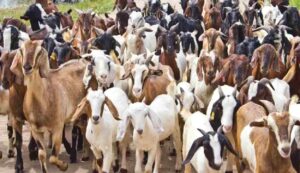 Goat farming scheme
