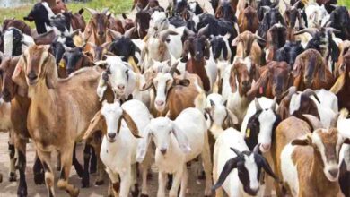 Goat farming scheme