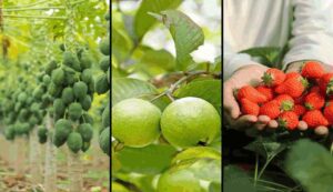 Horticulture crop scheme