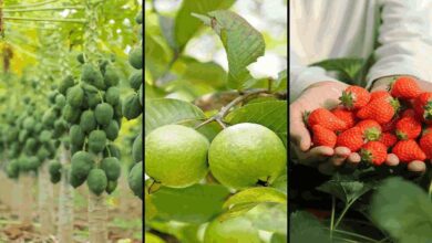 Horticulture crop scheme