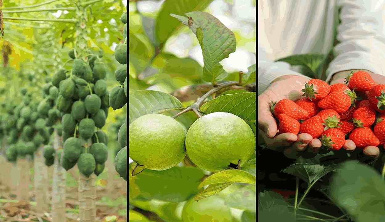 Horticulture crop scheme