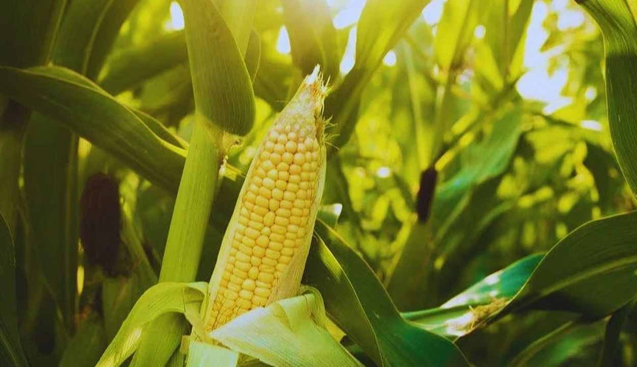 Maize crop
