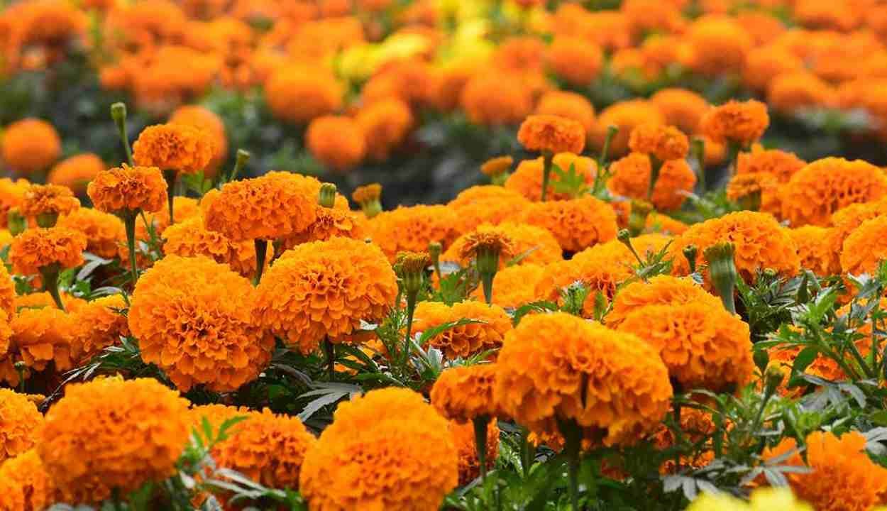 Marigold flower cultivation