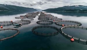 Methods of fish farming