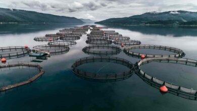 Methods of fish farming