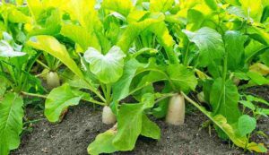 Radish cultivation