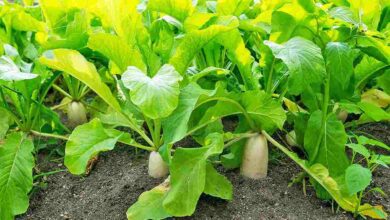Radish cultivation