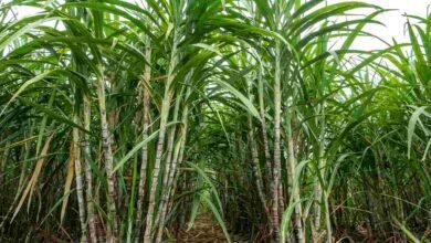 Sugarcane cultivation