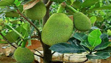 Taiwan jackfruit cultivation