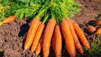 Vegetable farming tips